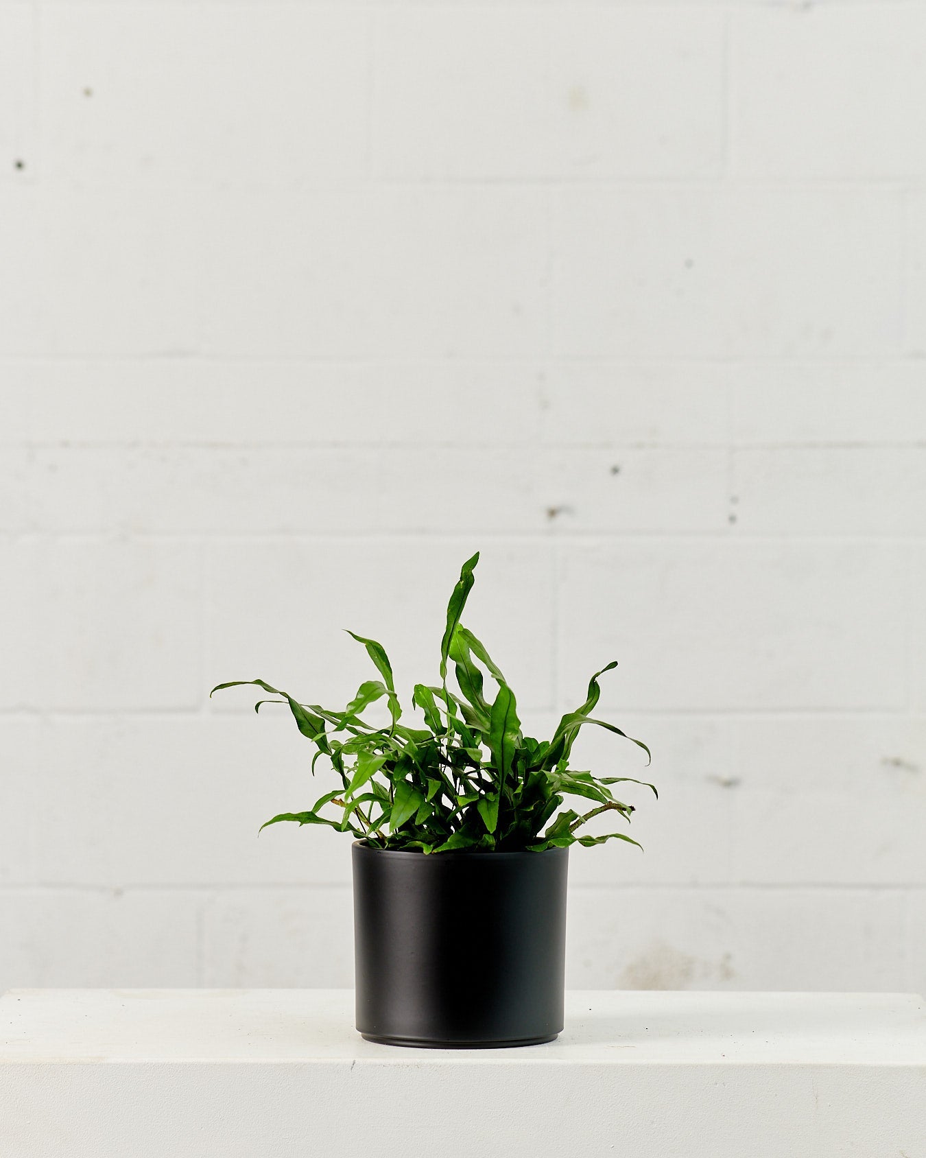 Kangaroo Paw Fern: Microsorum diversifolium - 6 inch pot — plant in pot — indoor plant for sale by Promise Supply for delivery and pickup in Toronto.