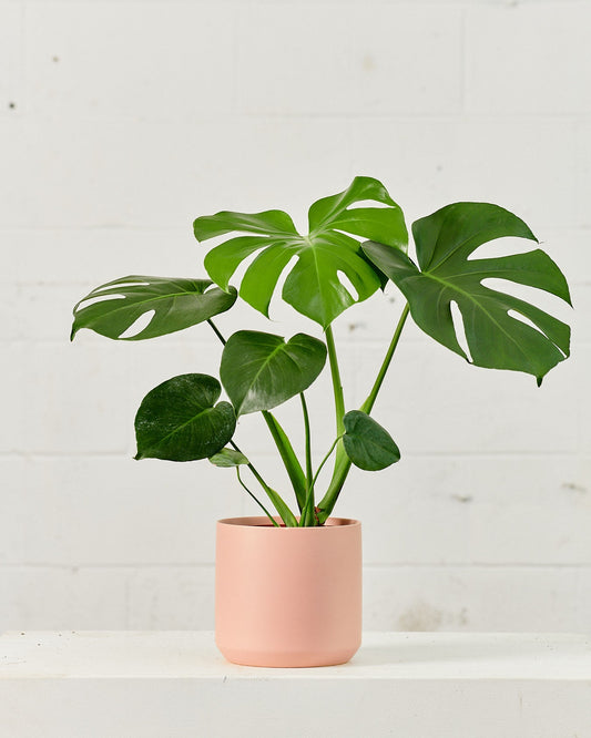 Swiss Cheese Plant: Monstera deliciosa - 8 inch pot - 2 foot tall
