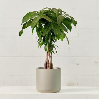 Money Tree: Pachira aquatica - 8 inch pot - 2.5-3 foot tall