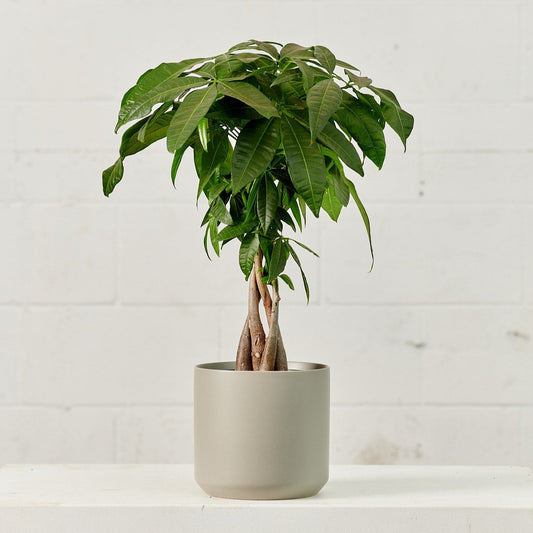 Money Tree: Pachira aquatica - 8 inch pot - 2.5-3 foot tall