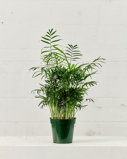 Parlour Palm: Chamaedorea elegans - 5 inch pot