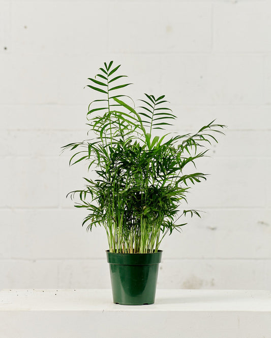 Parlour Palm: Chamaedorea elegans - 5 inch pot