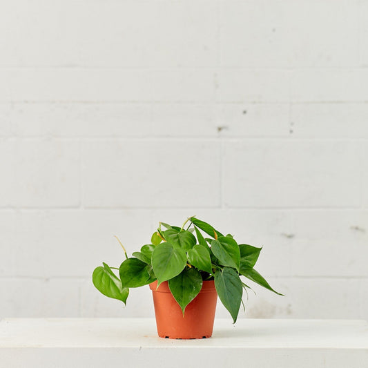 Heart Leaf: Philodendron cordatum - 6 inch pot — indoor plant — indoor plant for sale by Promise Supply for delivery and pickup in Toronto.
