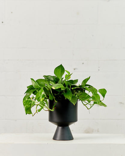 Golden Pothos: Epipremnum aureum - 5 inch pot — plant in pot — indoor plant for sale by Promise Supply for delivery and pickup in Toronto.
