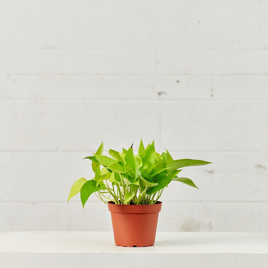 Neon Pothos: Epipremnum aureum - 6 inch pot