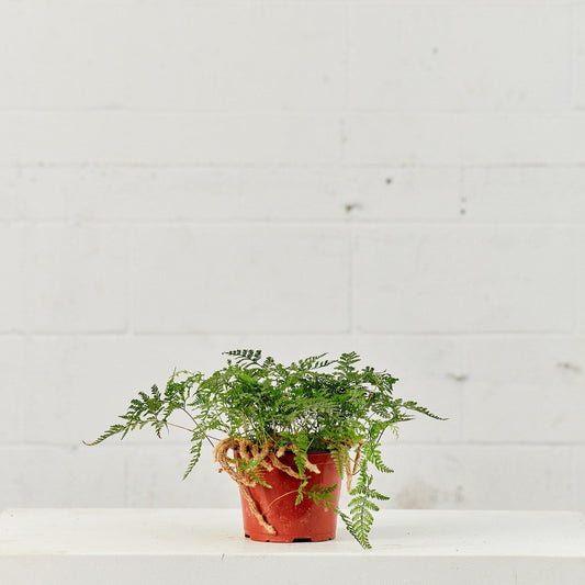 Rabbit's Foot Fern: Davallia fejeensis - 6 inch pot
