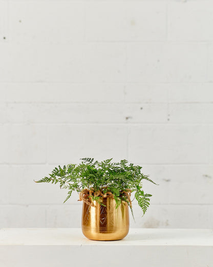 Rabbit's Foot Fern: Davallia fejeensis - 5 inch pot