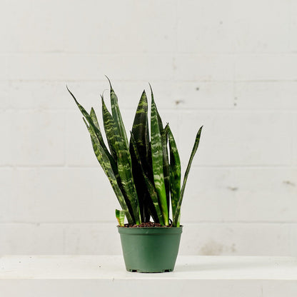 Black Coral Snake Plant: Sansevieria trifasciata - 6 inch pot