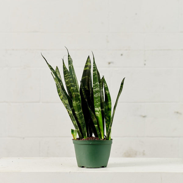 coral reef snake plant Black Coral Green Snake Plant - 6" Pot