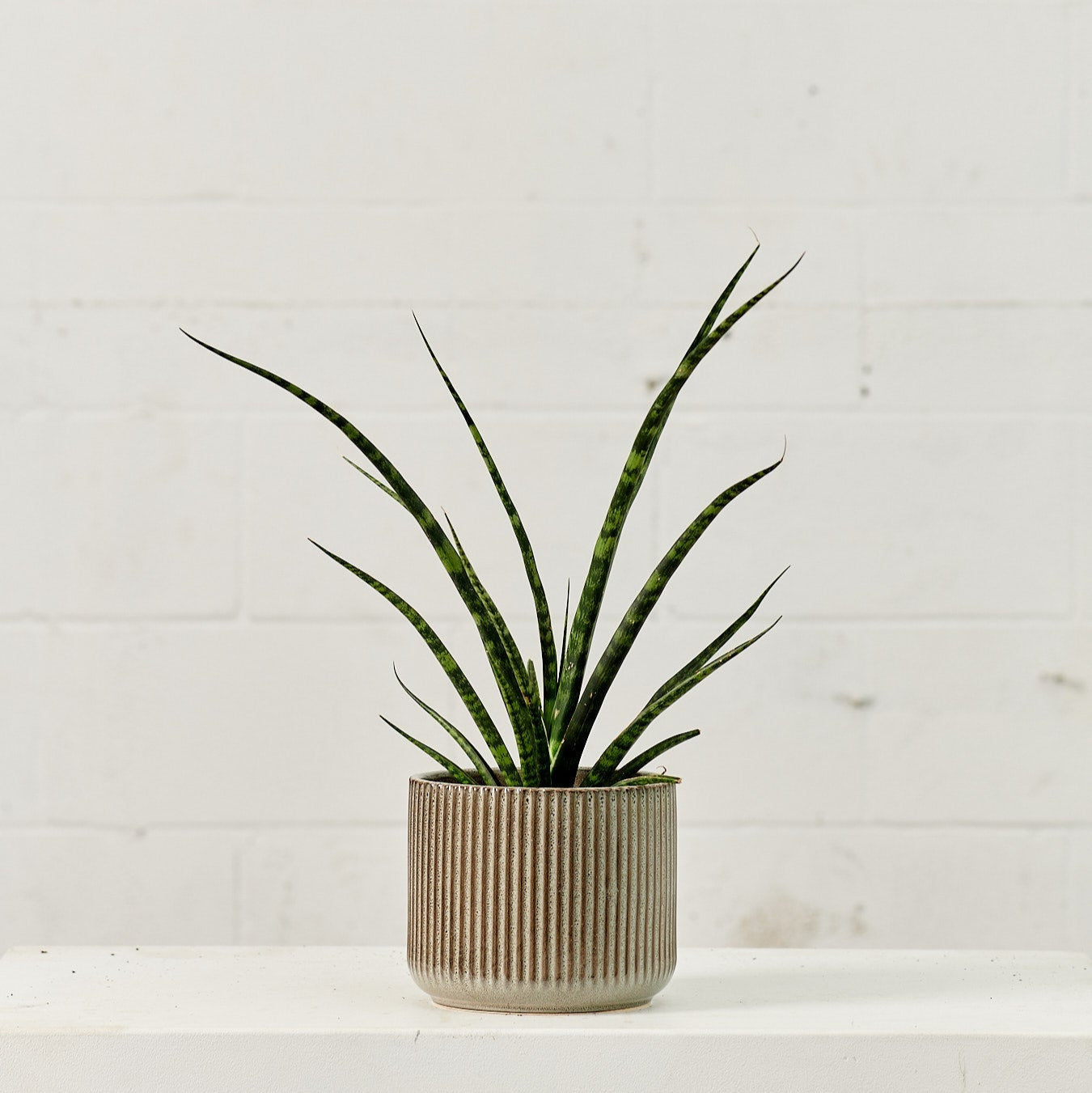 Fernwood Punk Snake Plant: Sansevieria bacularis - 4 inch pot