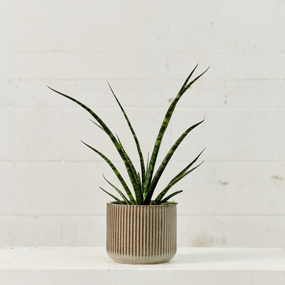 Fernwood Punk Snake Plant: Sansevieria bacularis - 4 inch pot