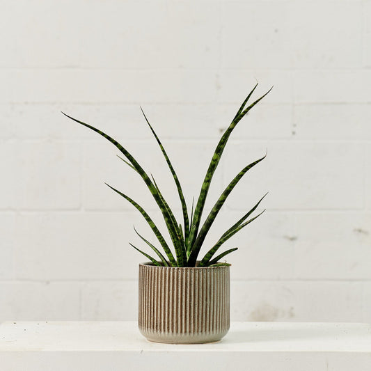 Fernwood Punk Snake Plant: Sansevieria bacularis - 4 inch pot