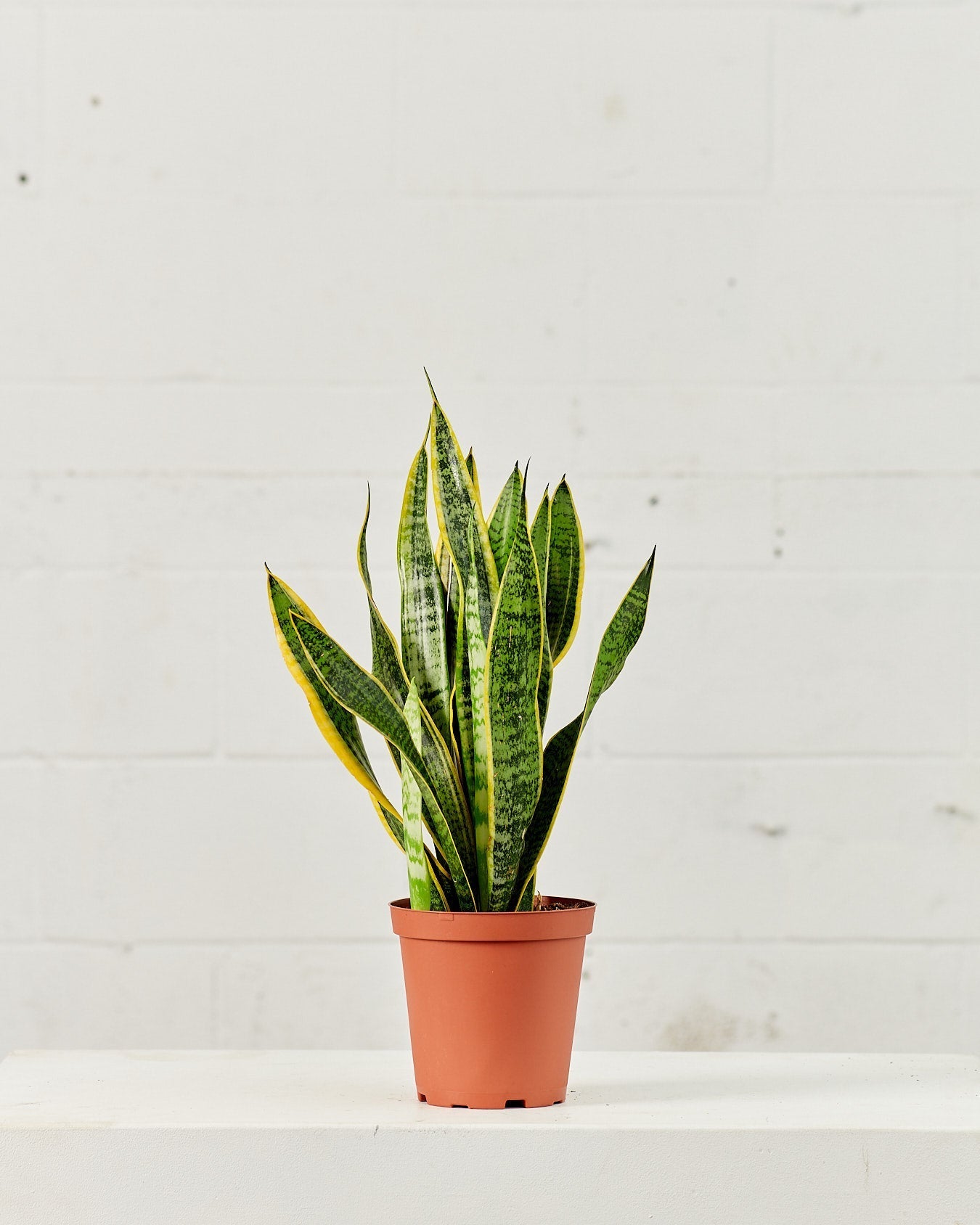 Yellow Snake Plant: Sansevieria trifasciata 'Laurentii' - 6 inch pot