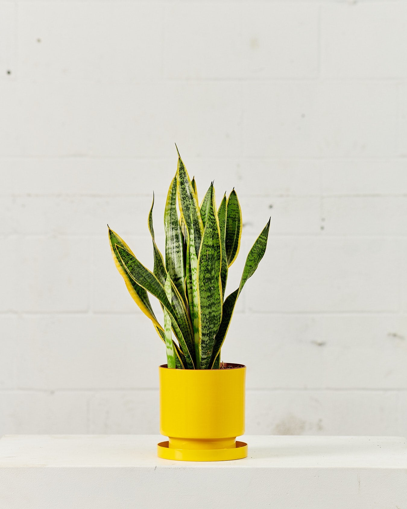Yellow Snake Plant: Sansevieria trifasciata 'Laurentii' - 6 inch pot