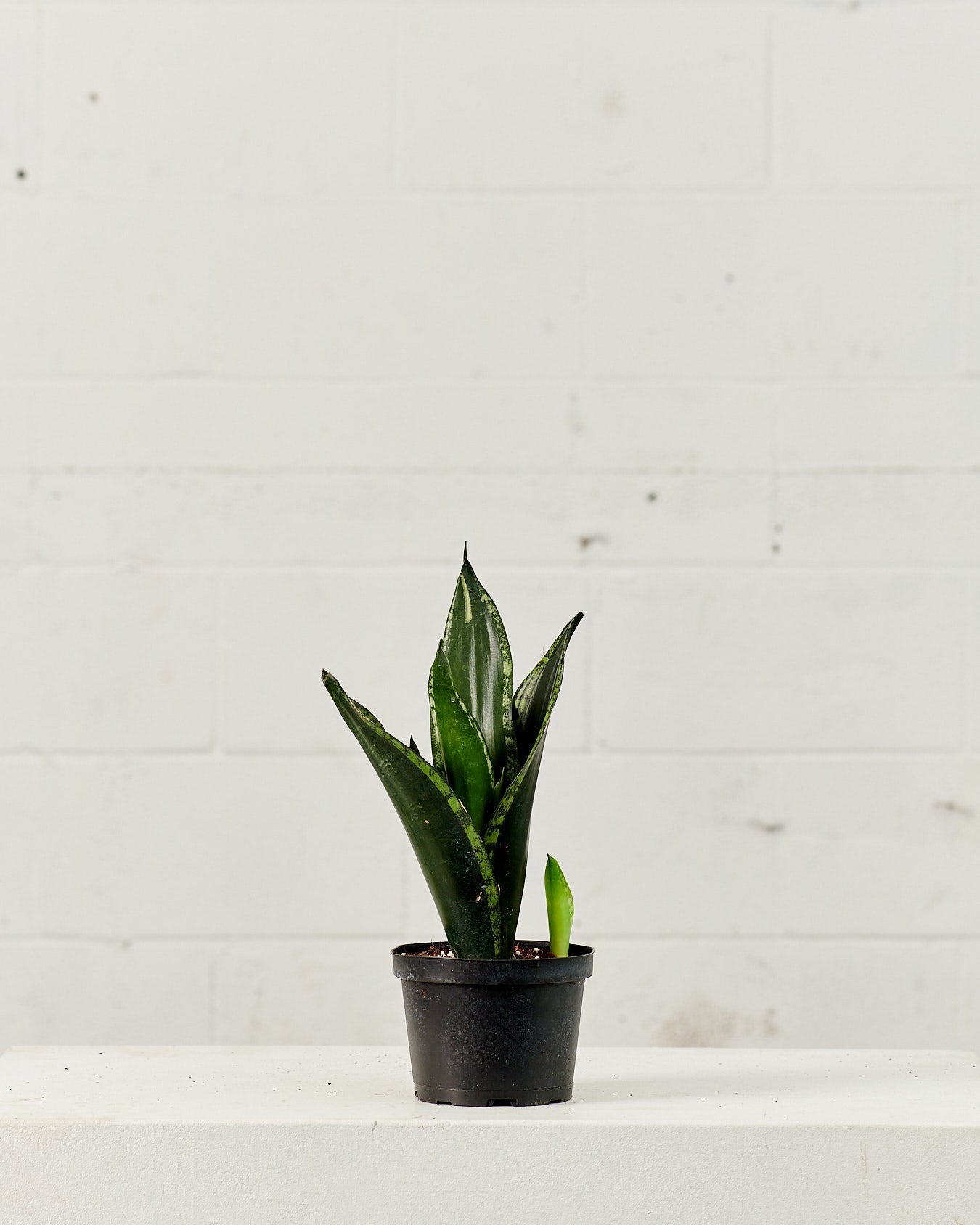 Silver Flame Snake Plant: Sansevieria trifasciata ‘Whitney’ - 6 inch pot
