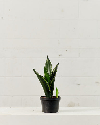 Silver Flame Snake Plant: Sansevieria trifasciata ‘Whitney’ - 6 inch pot