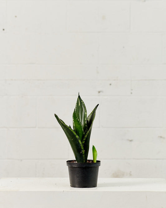 Silver Flame Snake Plant: Sansevieria trifasciata ‘Whitney’ - 6 inch pot