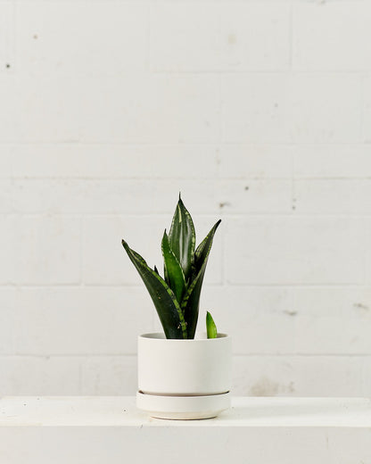 Silver Flame Snake Plant: Sansevieria trifasciata ‘Whitney’ - 6 inch pot
