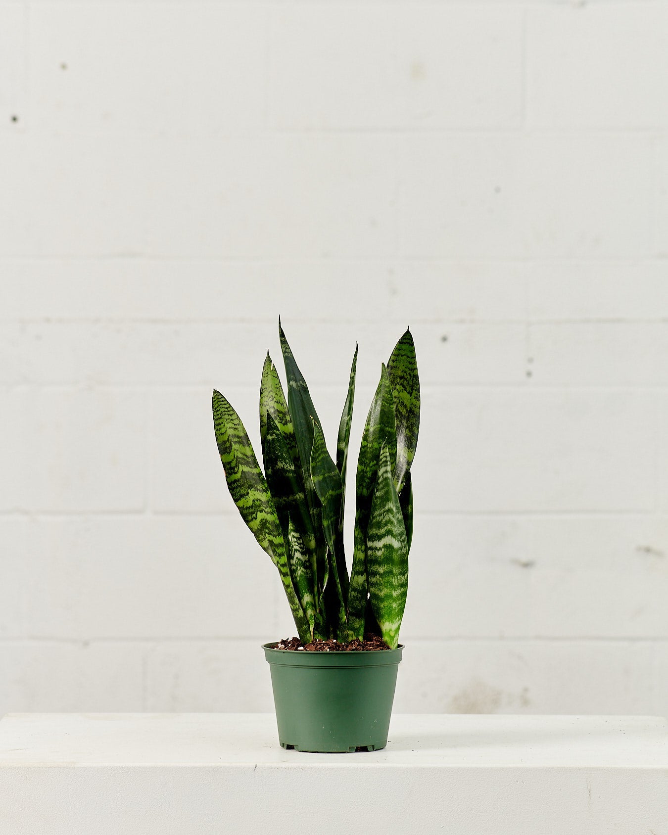 Black Coral Snake Plant: Sansevieria trifasciata - 6 inch pot