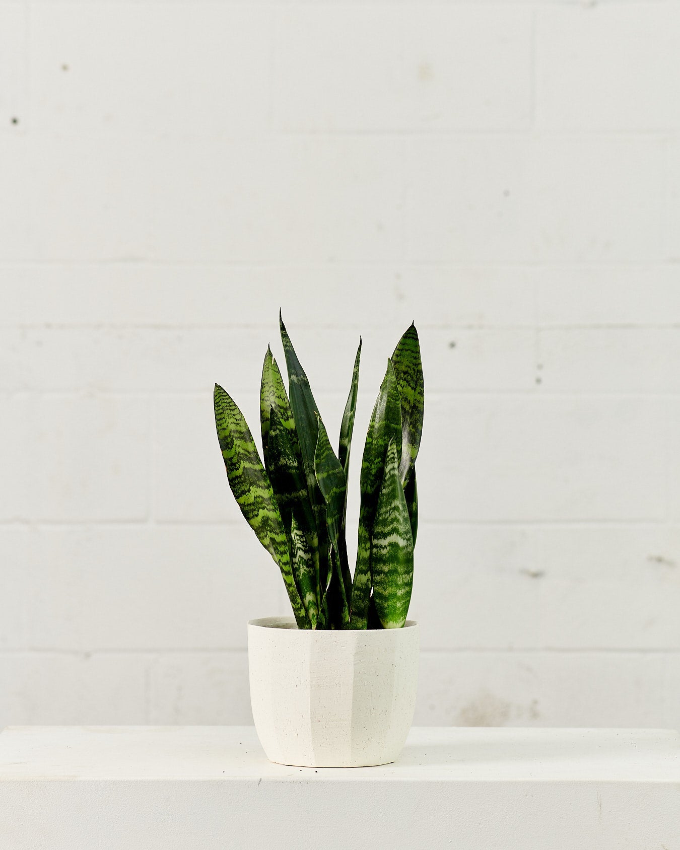Black Coral Snake Plant: Sansevieria trifasciata - 6 inch pot