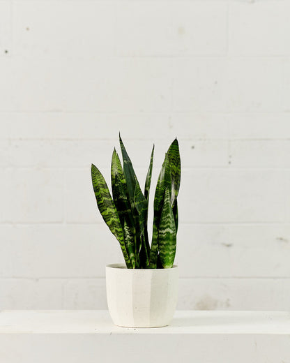 Black Coral Snake Plant: Sansevieria trifasciata - 6 inch pot