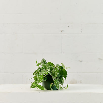 Silver Satin Pothos: Scindapsus argyaeus - 6 inch pot