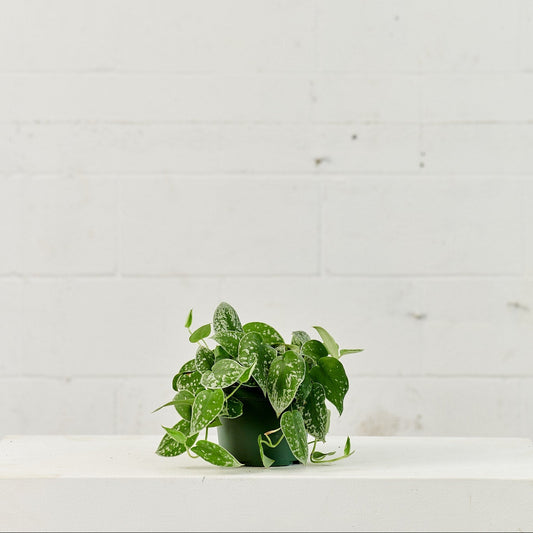 Silver Satin Pothos: Scindapsus argyaeus - 6 inch pot