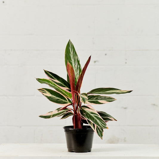 Magic Star: Stromanthe - 4 inch pot
