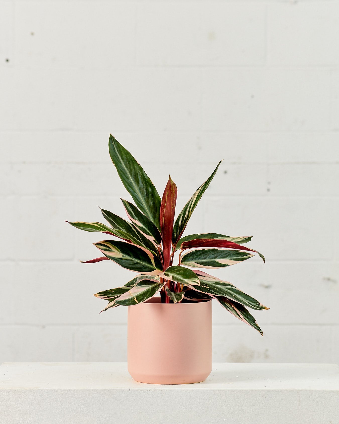 Magic Star: Stromanthe - 4 inch pot