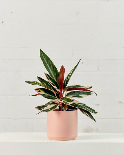 Magic Star: Stromanthe - 4 inch pot