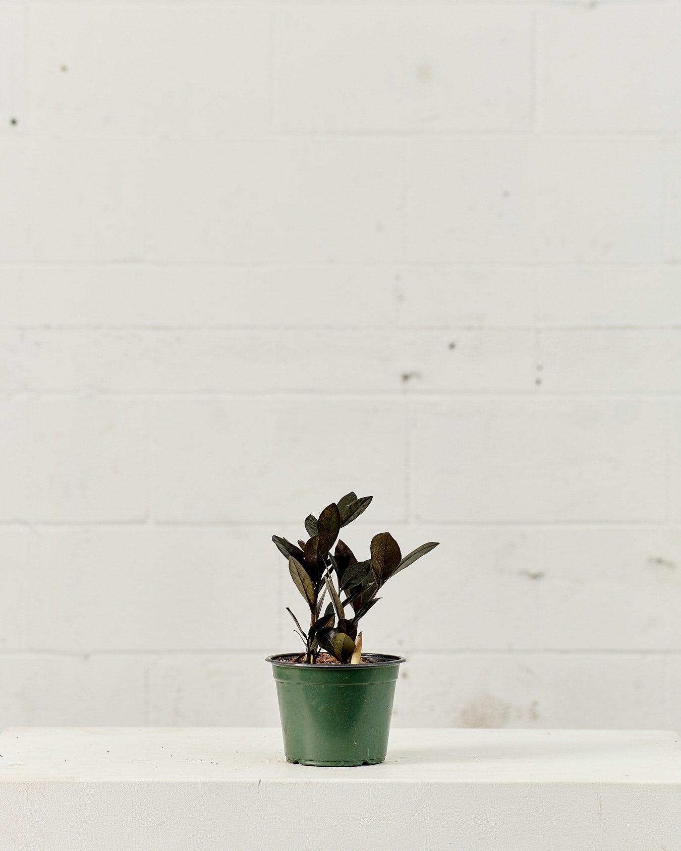 Black ZZ Plant: Zamioculcas zamiifolia 'Raven' - 6 inch pot