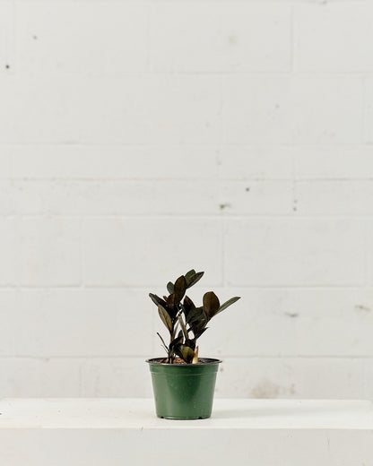 Black ZZ Plant: Zamioculcas zamiifolia 'Raven' - 6 inch pot