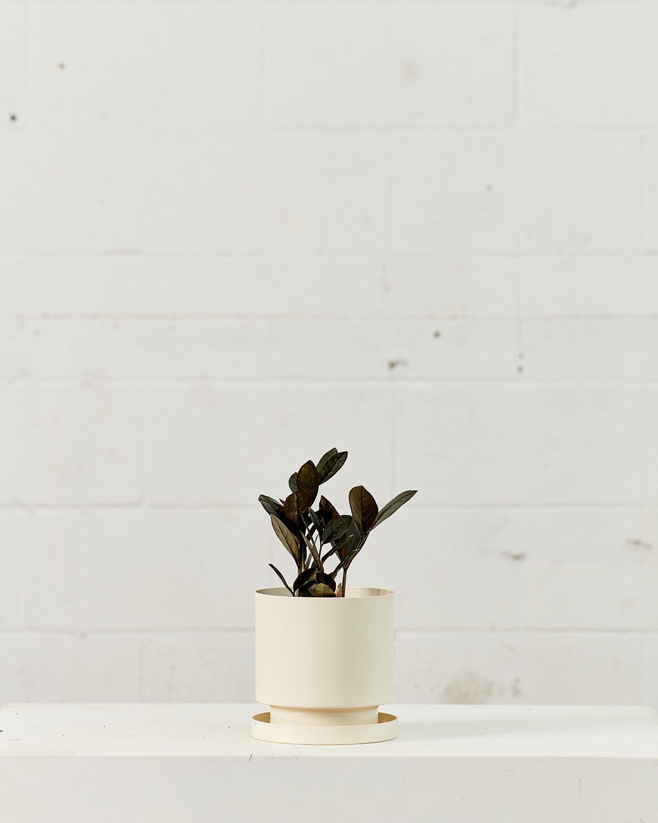 Black ZZ Plant: Zamioculcas zamiifolia 'Raven' - 6 inch pot
