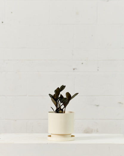 Black ZZ Plant: Zamioculcas zamiifolia 'Raven' - 6 inch pot