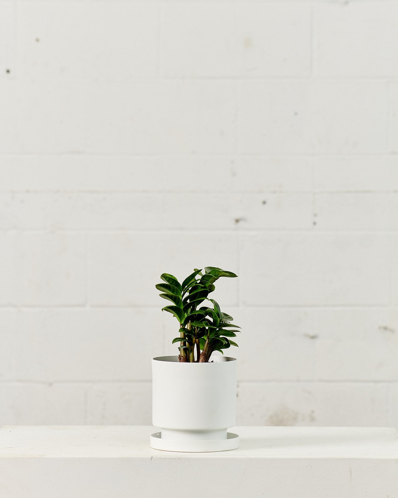 ZZ Plant Compact Leaf: Zamioculcas zamiifolia 'Zenzi' - 6 inch pot