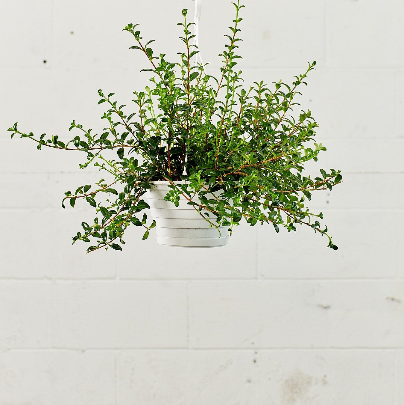 Goldfish Plant: Nematanthus gregarious - 8 inch hanging basket — indoor plant — indoor plant for sale by Promise Supply for delivery and pickup in Toronto.