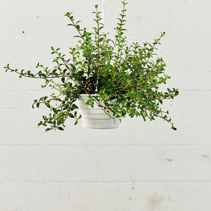 Goldfish Plant: Nematanthus gregarious - 8 inch hanging basket — indoor plant — indoor plant for sale by Promise Supply for delivery and pickup in Toronto.