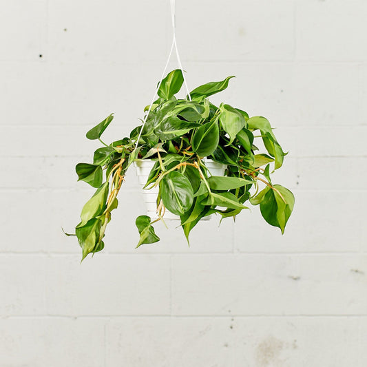 Brasil Heart Leaf: Philodendron cordatum - 8 inch hanging basket