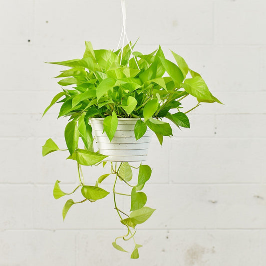 Neon Pothos: Epipremnum aureum - 8 inch hanging basket — plant in pot — indoor plant for sale by Promise Supply for delivery and pickup in Toronto.