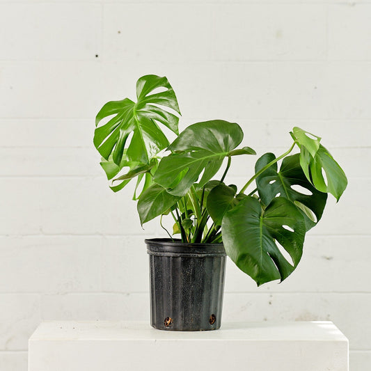Swiss Cheese Plant: Monstera deliciosa - 8 inch pot - 2 foot tall — indoor plant — indoor plant for sale by Promise Supply for delivery and pickup in Toronto.