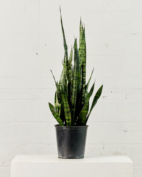 Black Coral Green Snake Plant - 8