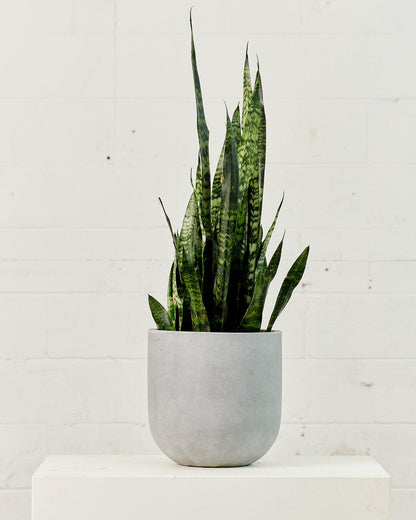 Black Coral Snake Plant: Sansevieria trifasciata - 8 inch pot - 2 foot tall