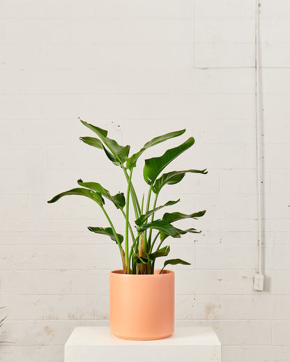 White Bird of Paradise: Strelitzia nicolai - 10 inch pot - 3-6 foot tall