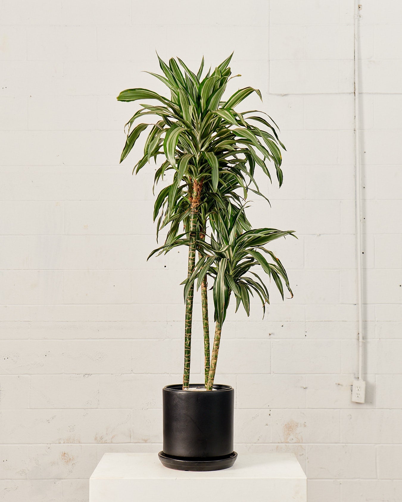 Jade Jewel Cane: Dracaena fragrans 'Warneckii' - 10 inch pot - 4-5 foot tall