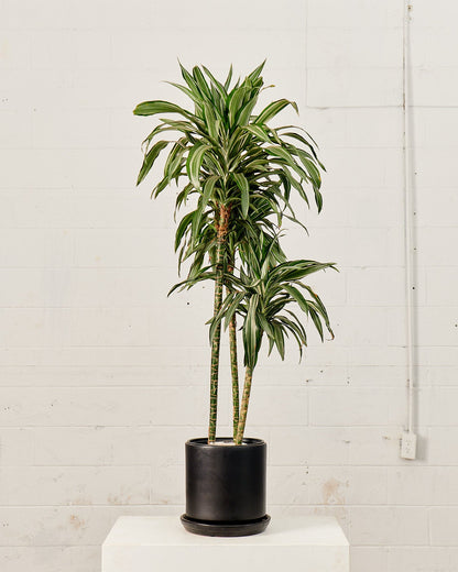 Jade Jewel Cane: Dracaena fragrans 'Warneckii' - 10 inch pot - 4-5 foot tall