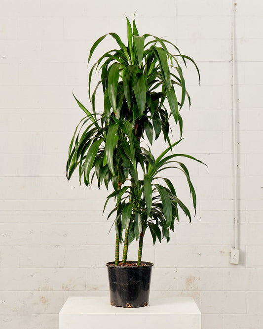 Staggered Elegance Cane: Dracaena fragrans 'Emerald' - 14 inch pot - 6 foot tall