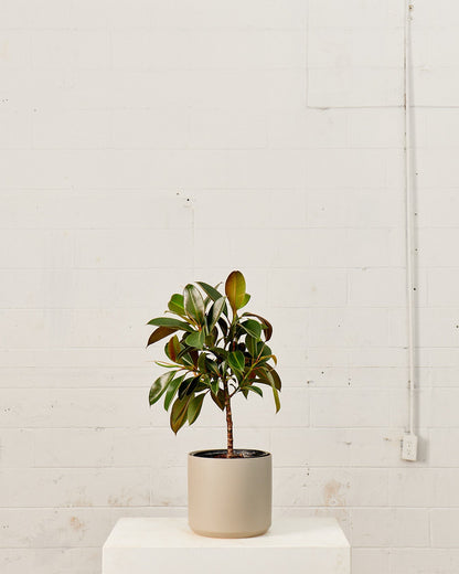 Melany Rubber Tree: Ficus elastica - 10 inch pot - 3 foot tall