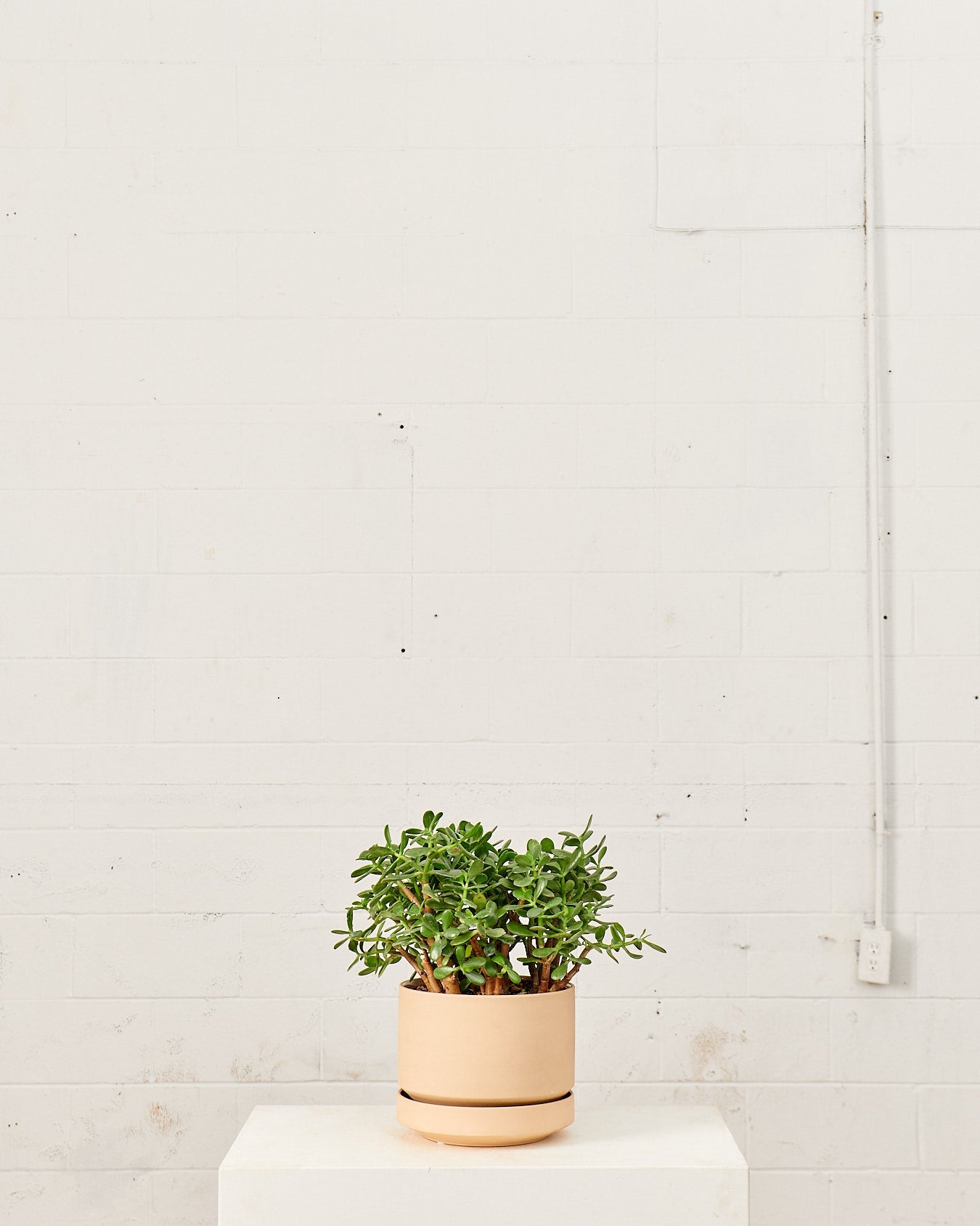 Jade Plant: Crassula ovata - 10 inch pot - 2-3 foot tall
