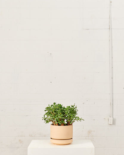 Jade Plant: Crassula ovata - 10 inch pot - 2-3 foot tall