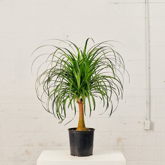 Ponytail Palm: Beaucarnea recurvata - 8 inch pot - 2 foot tall